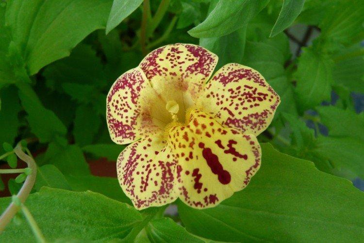 Мимулюс – фото