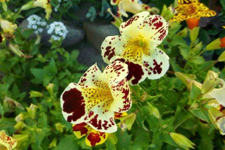 Мимулюс – фото