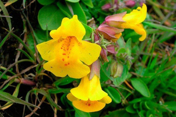 Крапчатый мимулюс