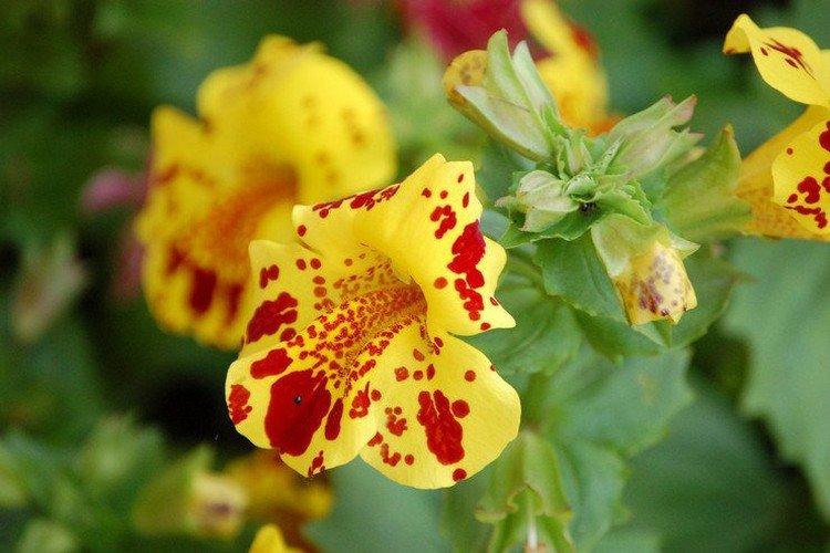 Мимулюс – фото