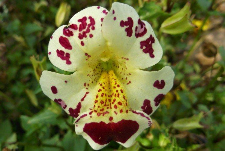 Мимулюс – фото