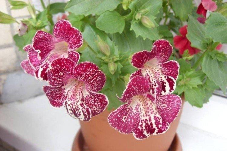 Мимулюс – фото