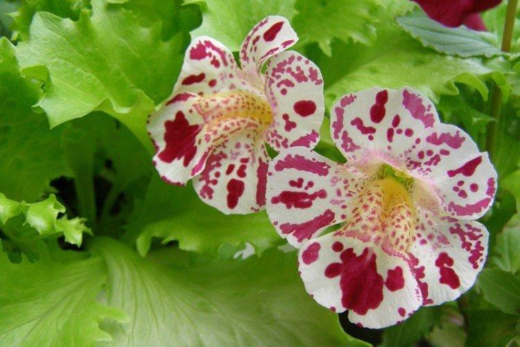 Мимулюс – фото