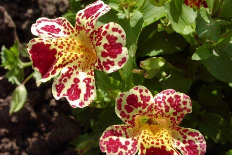 Мимулюс – фото