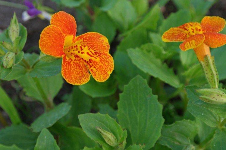 Мимулюс – фото