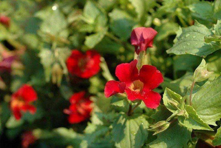 Красный мимулюс