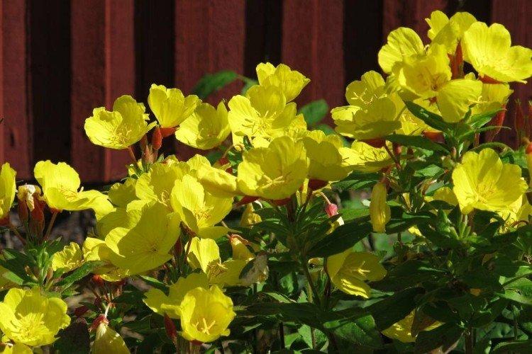 Общая информация