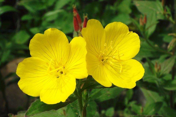 Удобрения и подкормка