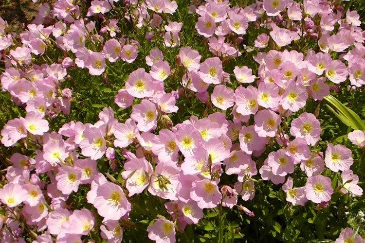 Омоложение