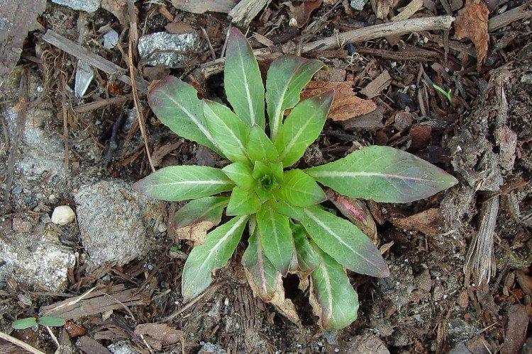 Посадка и размножение энотеры