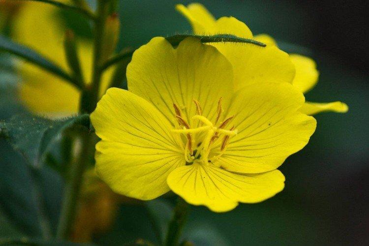 Энотера – фото