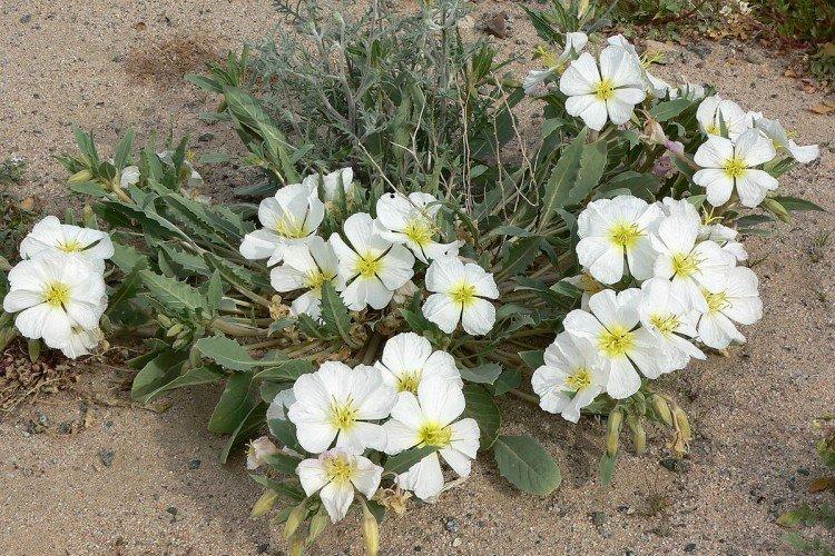 Энотера – фото