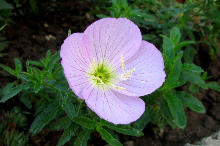 Энотера – фото