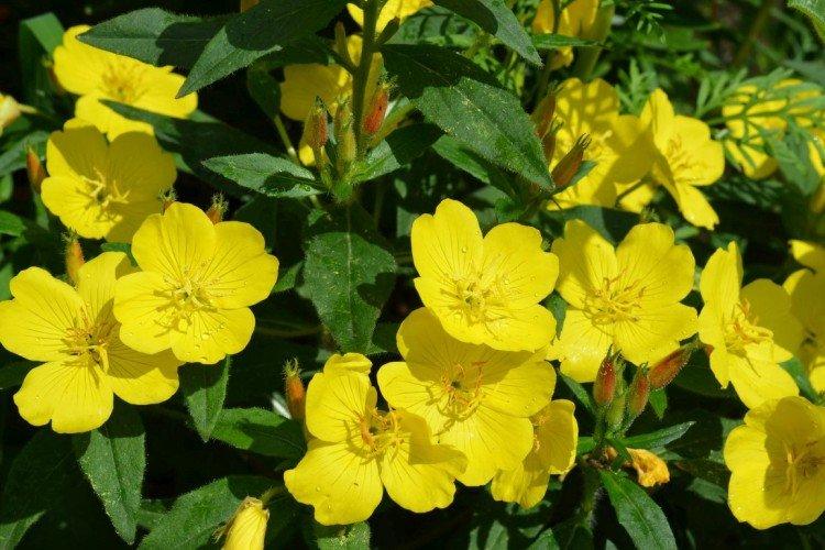 Энотера – фото