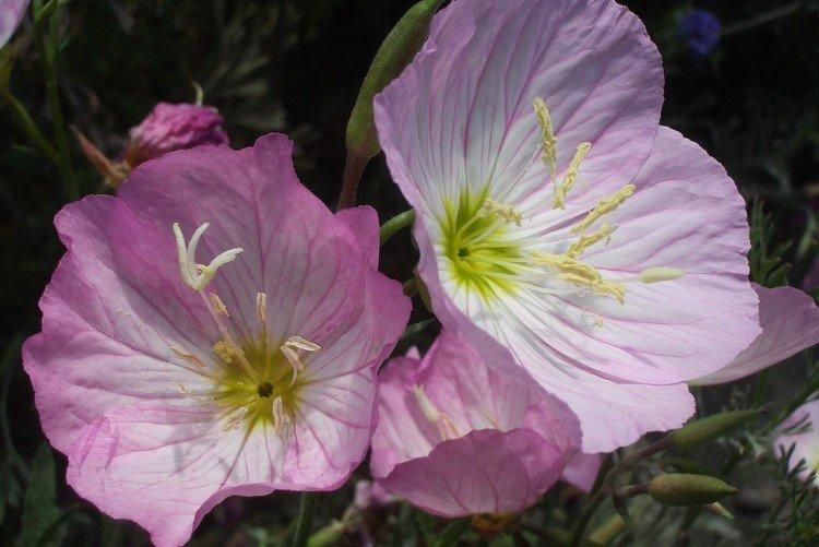 Энотера – фото