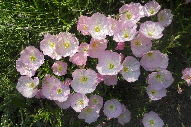 Энотера – фото