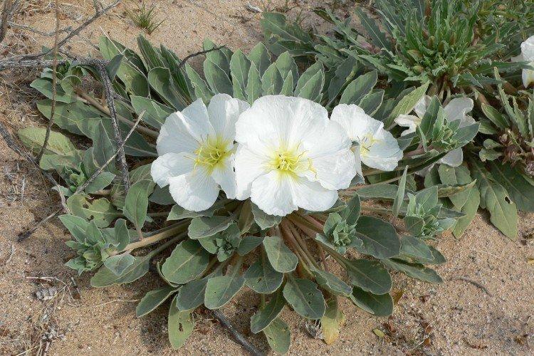 Бесстебельная энотера