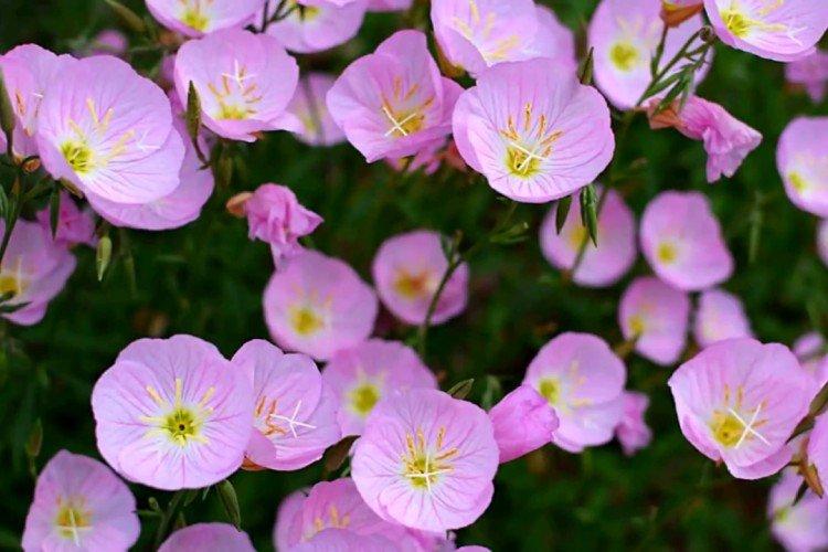 Энотера – фото