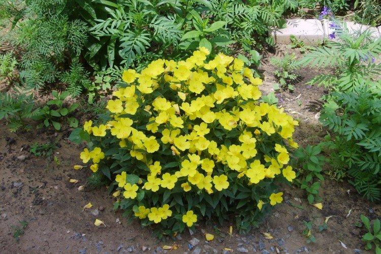 Энотера – фото