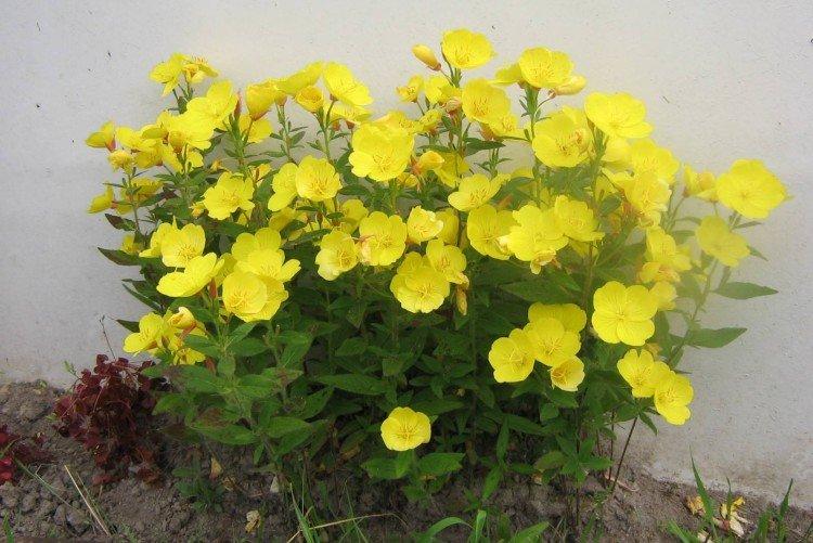 Энотера – фото