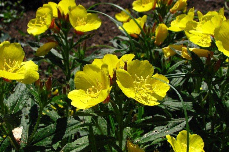 Энотера – фото