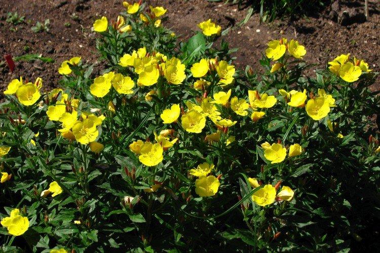 Энотера – фото