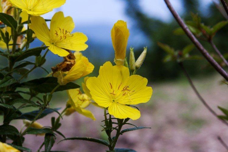 Энотера – фото