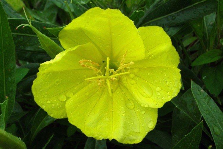 Душистая энотера