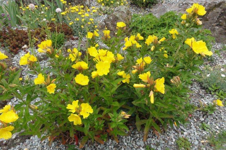 Кустарниковая энотера