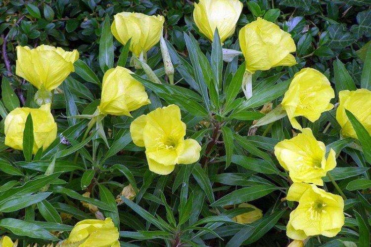 Миссурийская энотера