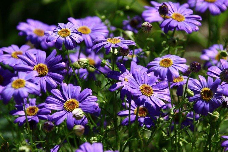 Брахикома (50 фото): виды, уход и посадка в открытом грунте