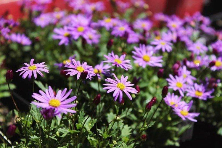 Брахикома – фото