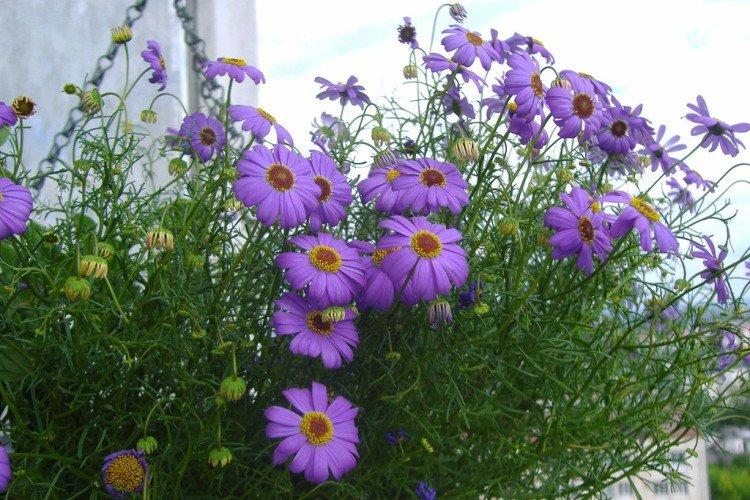 Брахикома – фото