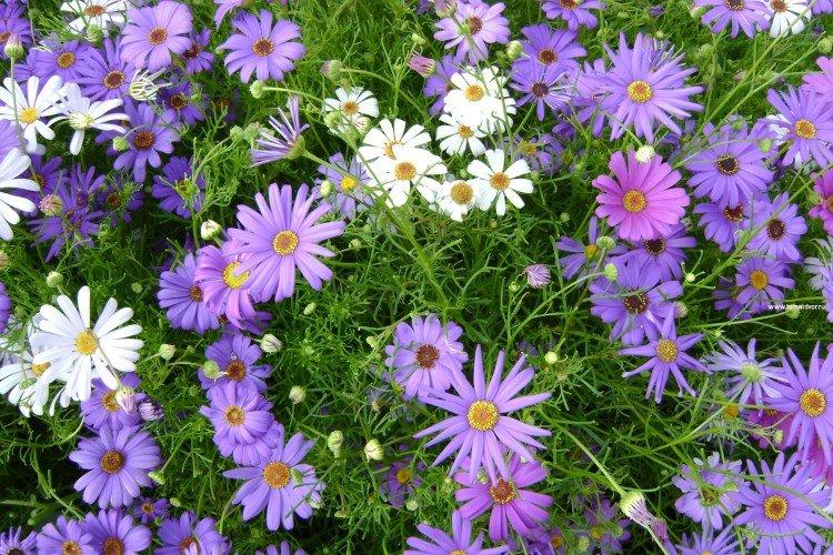 Брахикома – фото