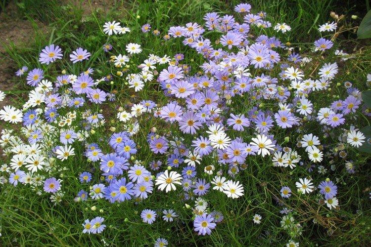 Иберисолистная брахикома