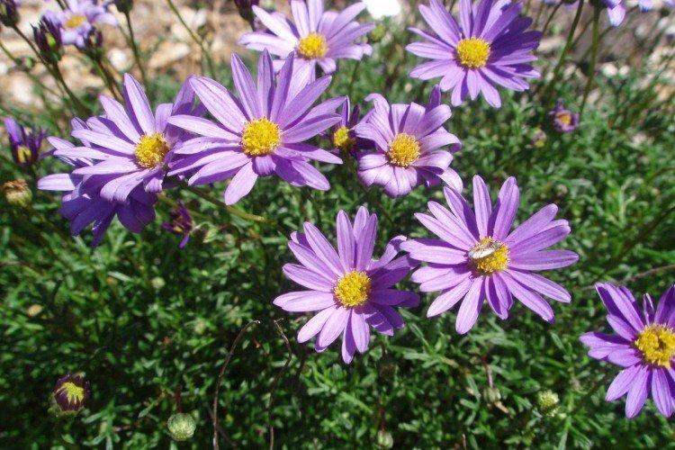 Брахикома – фото