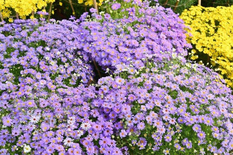 Брахикома – фото