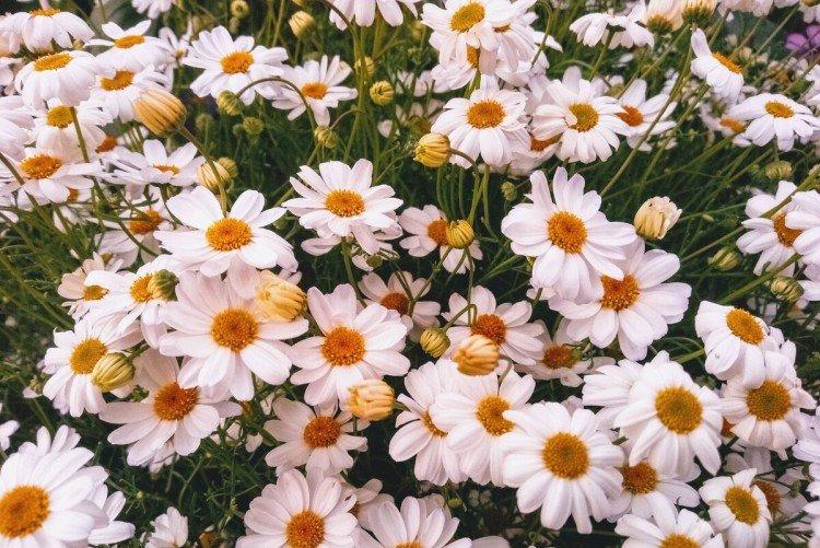 Брахикома – фото