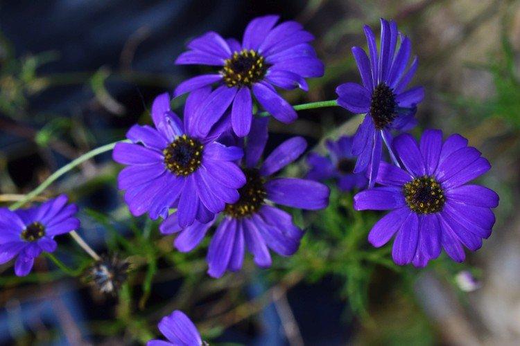 Брахикома – фото