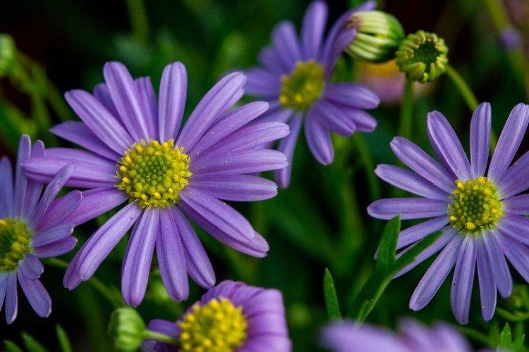 Брахикома – фото