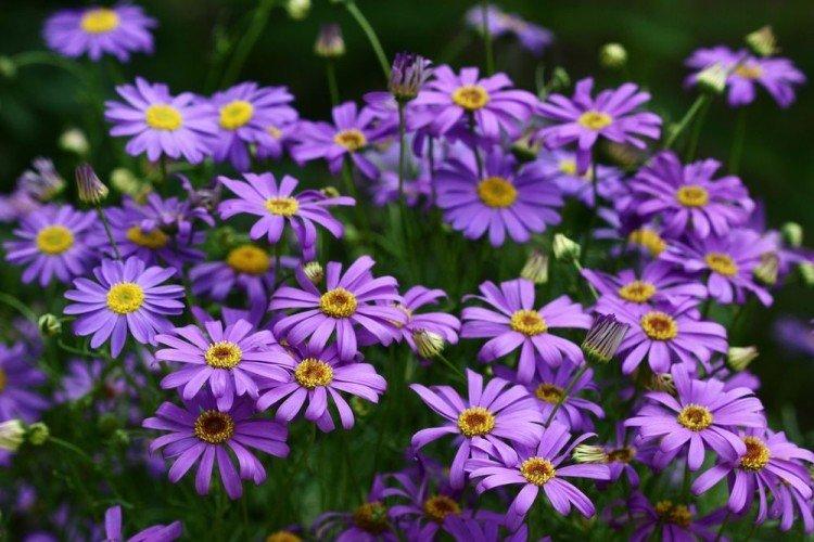 Брахикома – фото