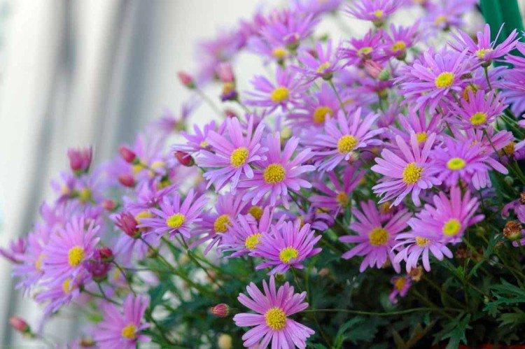 Брахикома – фото