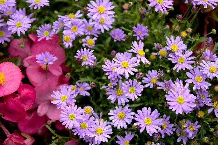 Брахикома – фото