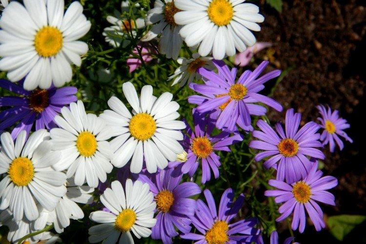 Брахикома – фото