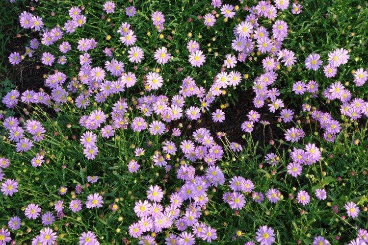 Брахикома – фото