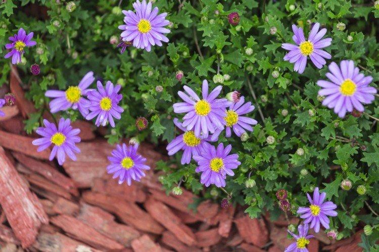 Брахикома – фото