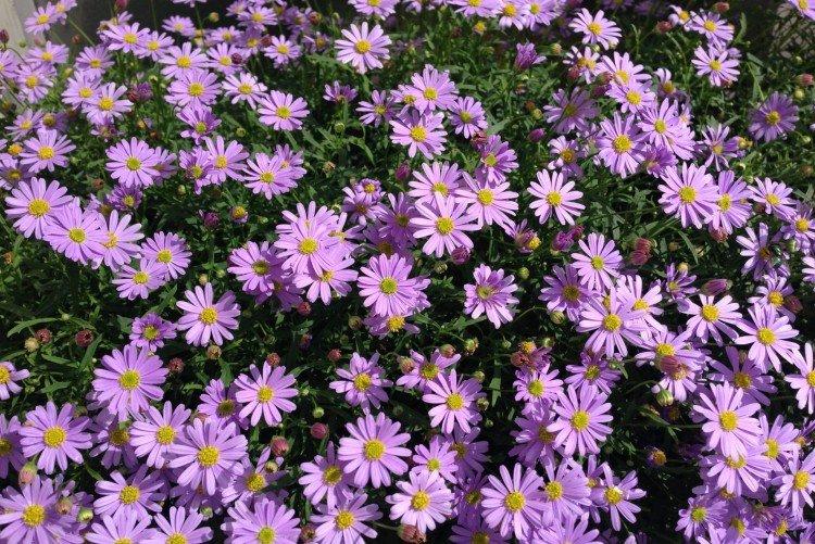 Брахикома – фото