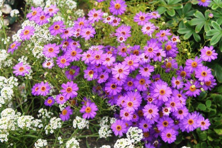 Удобрения и подкормка