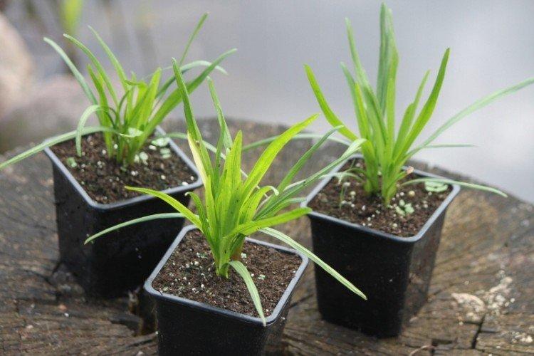 Посадка и размножение лиатриса