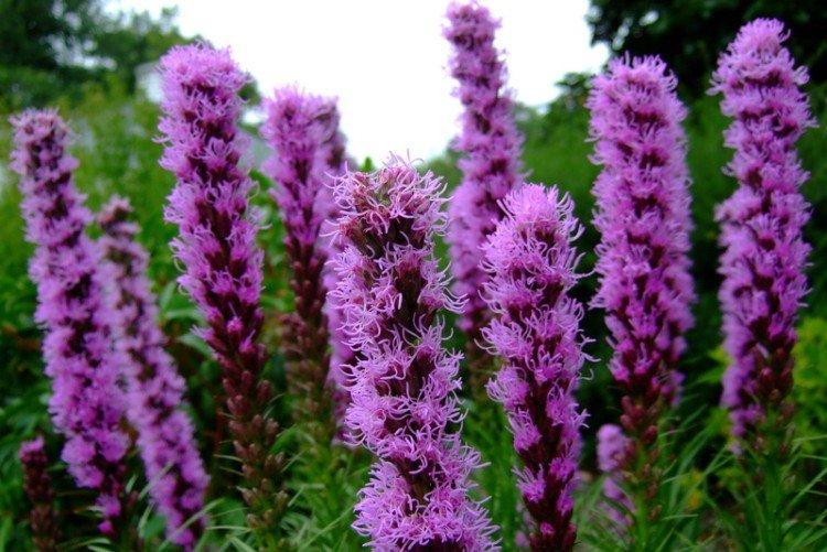 Борьба с вредителями и болезнями